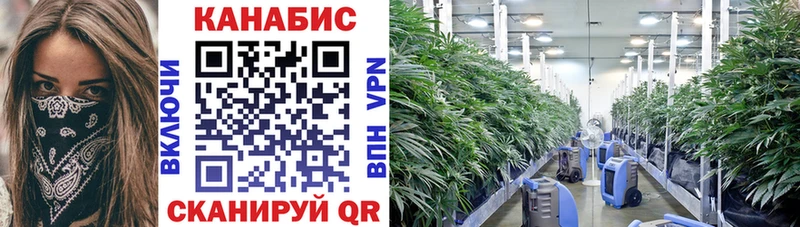 Конопля ГИДРОПОН  Чишмы 